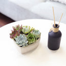 Succulent Arrangement In A Heart Shapped Planter, Give a Lasting and Unique Succulent Gift, Perfect Gifts for Mother&#39;s Day, Send Potted Plants to Mom For Mother&#39;s Day