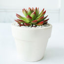  indoor succulents, echeveria, echeveria succulent, echeveria types, succulent echeveria, buy succulents online, succulent shop, succulent store, echeveria plant, colorful succulent plants