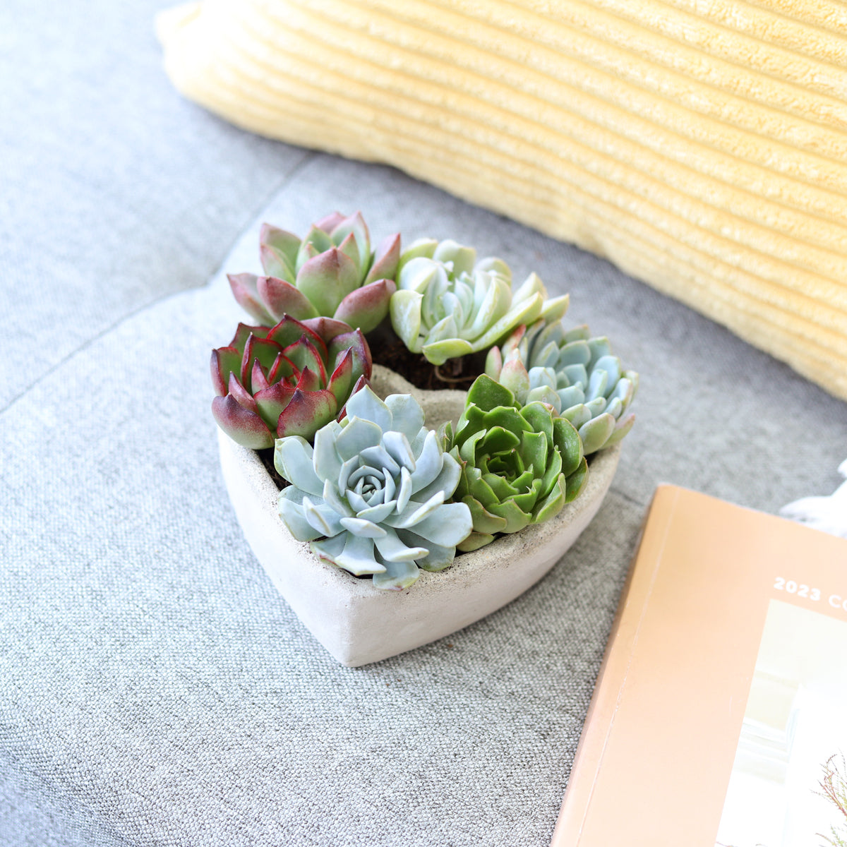 7 inch Succulent Heart Arrangement for sale, Succulent Gift Ideas, Live Succulent Arrangement for Home Decor Ideas, unique succulents in heart-shaped planter, Mother&#39;s Day Succulent Arrangement, Mother&#39;s Day Succulent Heart Decor Ideas