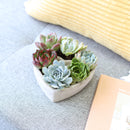 Succulent Arrangement In A Heart Shapped Planter, Give a Lasting and Unique Succulent Gift, Perfect Gifts for Mother&#39;s Day, Send Potted Plants to Mom For Mother&#39;s Day