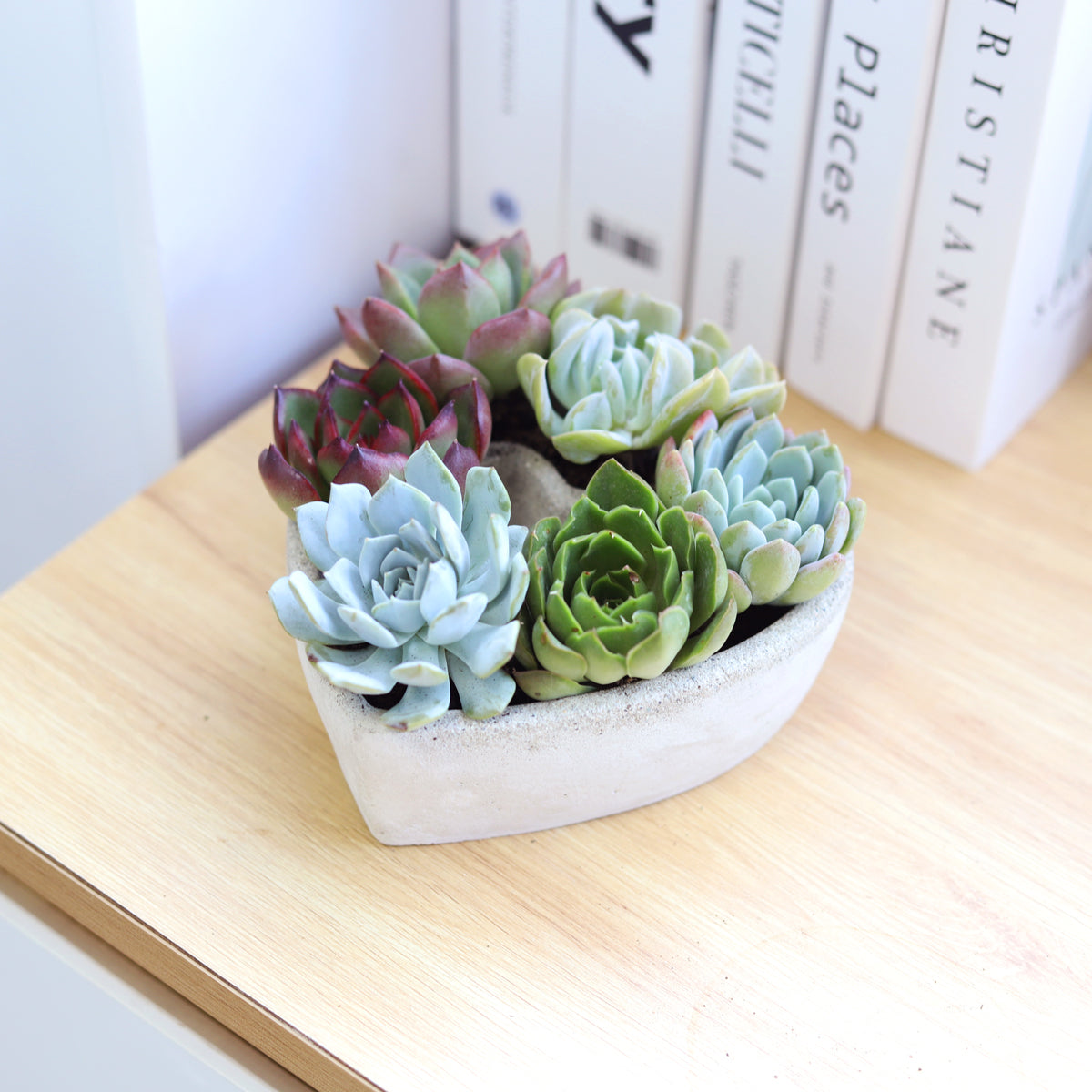 7 inch Succulent Heart Arrangement for sale, Succulent Gift Ideas, Live Succulent Arrangement for Home Decor Ideas, Mother&#39;s Day Succulent Arrangement, Send Potted Plants to Mom For Mother&#39;s Day, Potted Succulent Arrangement for Sale