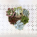 Succulent Arrangement In A Heart Shapped Planter, Give a Lasting and Unique Succulent Gift, Perfect Gifts for Mother&#39;s Day, Send Potted Plants to Mom For Mother&#39;s Day