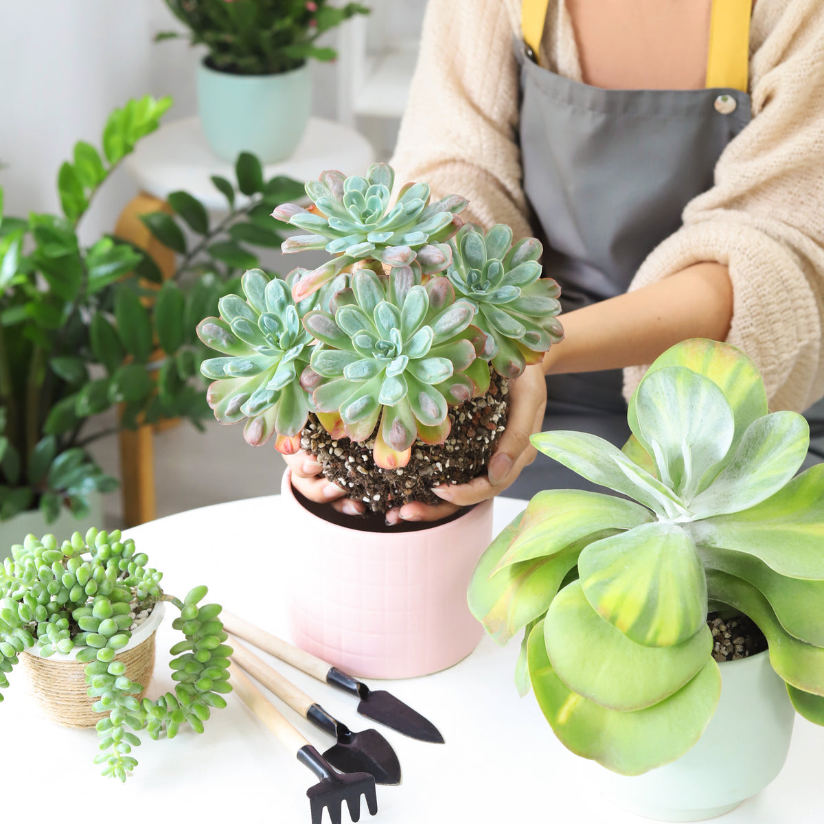 Echeveria Raindrops Rosette Succulent for sale, Buy rare unusual succulent in California