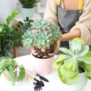 Echeveria Raindrops Succulent in California, How to grow Echeveria Raindrops Succulent, Thanksgiving succulents gift, Easter succulents idea, echeveria, echeveria succulent, echeveria types, succulent echeveria, buy succulents online, succulent shop, succulent store, echeveria plant, indoor succulents