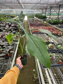 6" pot philodendron 'joepii' live houseplant for sale, lush forest green mature leaves with dramatic three-lobed form, vining climbing growth, bright indirect light lover, high humidity tropical beauty, an eye-catching floor plant or statement display piece, a truly rare and memorable gift for plant enthusiasts