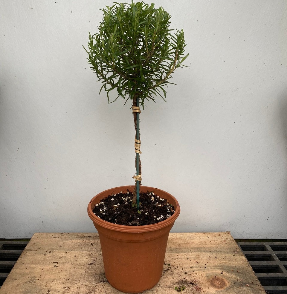 Rosemary Topiary in 6 inch grower pot, herb plants for sale online, where to buy herb plants near me, best place to buy herb plants near me, live rosemary topiary tree, buy live rosemary topiary tree online
