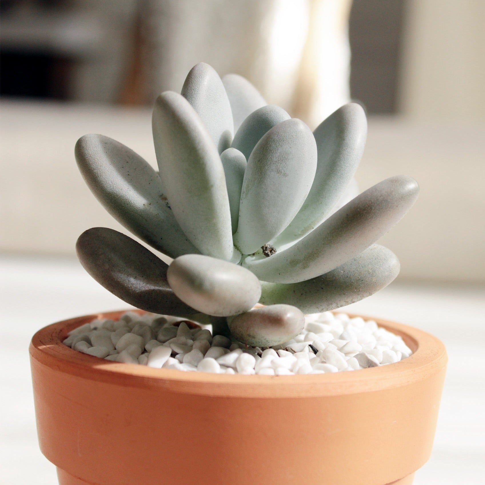 pebbles for succulent pots Lavender Pebbles Graptopetalum amethystinum | Care Guide