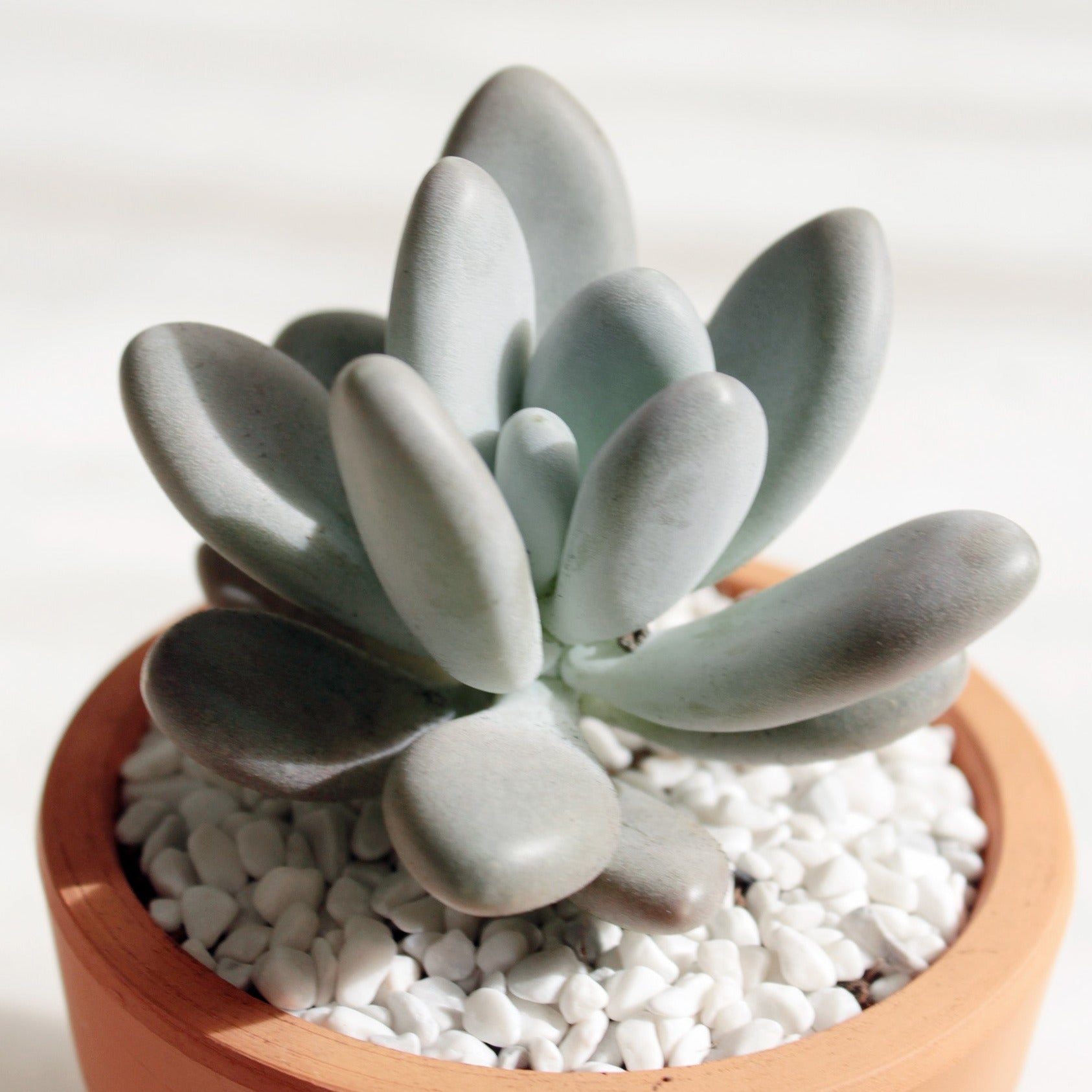 lavender moonstone succulent Lavender Pebbles Graptopetalum amethystinum | Care Guide