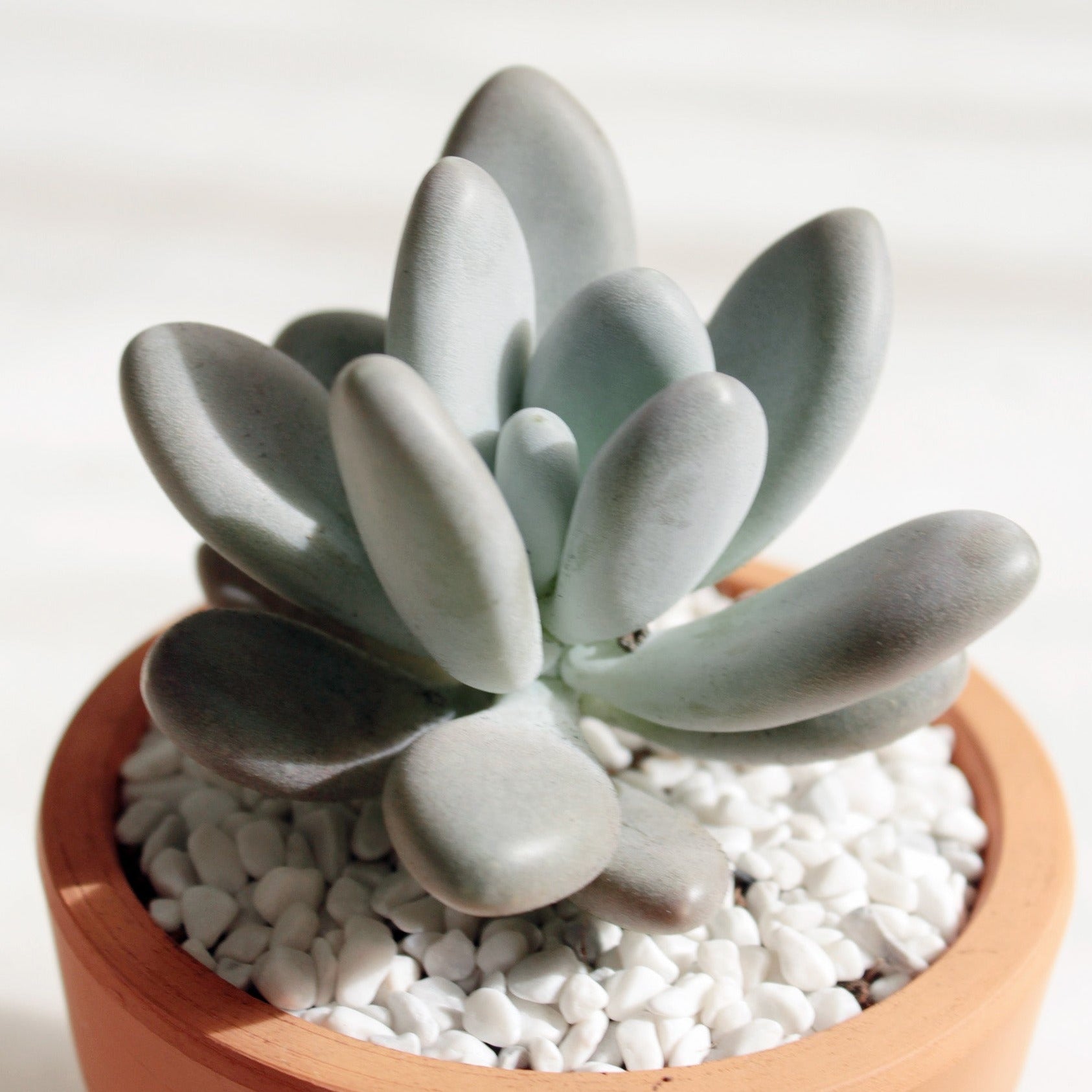 Lavender Pebbles Graptopetalum in terracotta planter for sale, potted succulent as gift