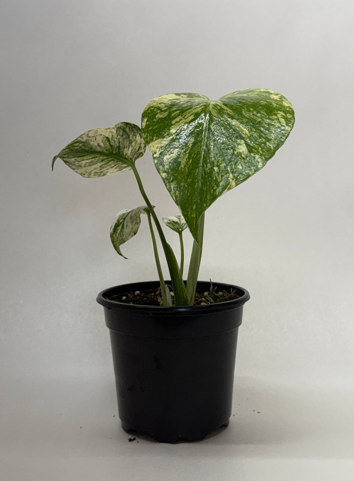 buy monstera 'mint' live houseplant 4" pot online, large fenestrated leaves marbled in soft mint-green and deep green, pastel variegated tropical foliage, climbing aroid growth form, slow-growing collector plant, striking botanical accent for shelves or living room displays, a rare and sophisticated gift for plant enthusiasts
