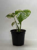 buy monstera 'mint' live houseplant 4" pot online, soft mint-cream and deep green swirled variegation across broad tropical leaves, large fenestrated leaf texture, upright climbing growth habit, moderate to high humidity lover, a breathtaking tropical floor plant statement piece, an unforgettable gift for collectors and plant lovers alike