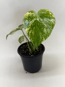 buy monstera 'mint' live houseplant 4" pot online, soft mint-cream and deep green swirled variegation across broad tropical leaves, large fenestrated leaf texture, upright climbing growth habit, moderate to high humidity lover, a breathtaking tropical floor plant statement piece, an unforgettable gift for collectors and plant lovers alike