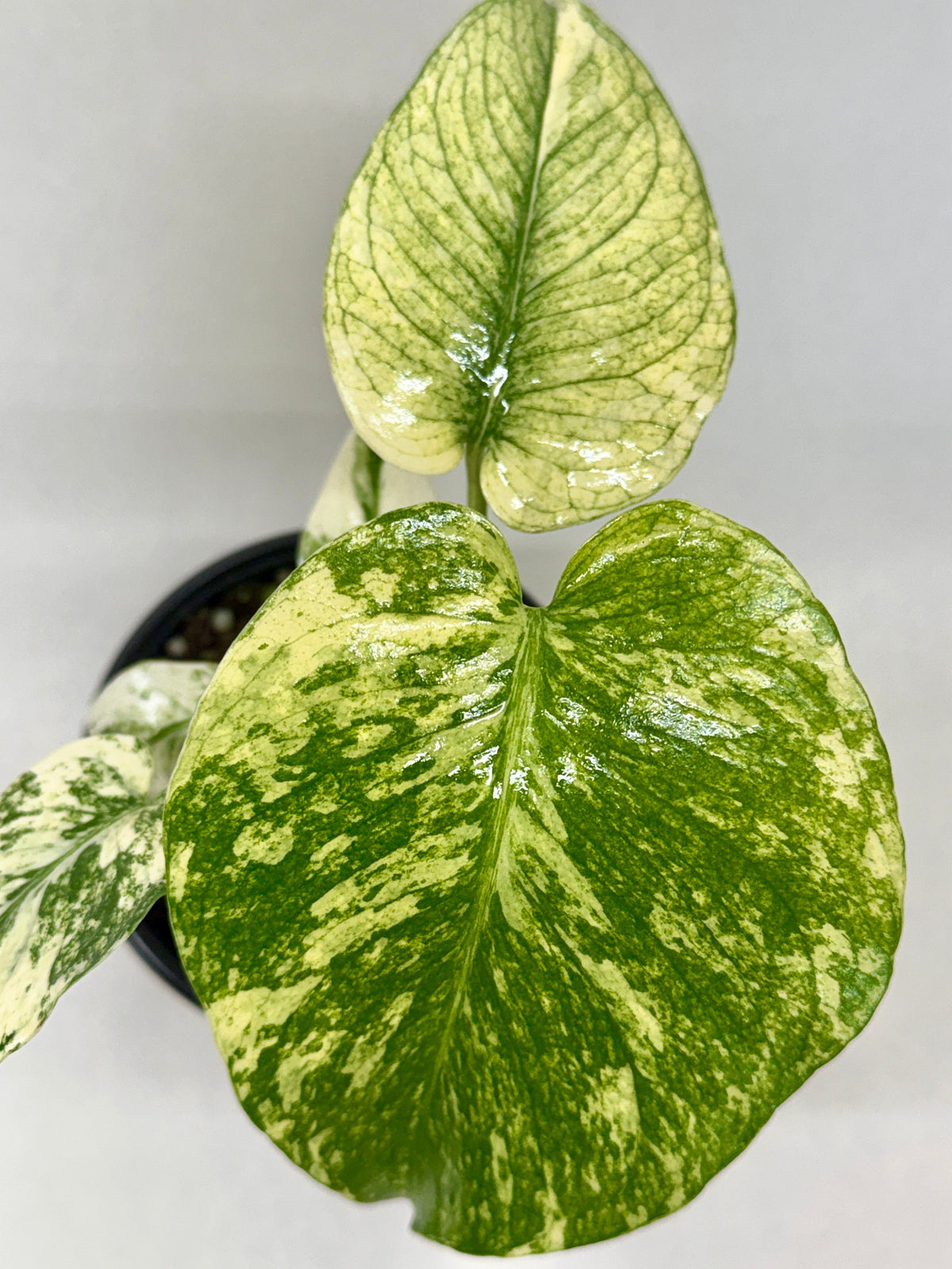 buy monstera 'mint' live houseplant 4" pot online, soft mint-cream and deep green swirled variegation across broad tropical leaves, large fenestrated leaf texture, upright climbing growth habit, moderate to high humidity lover, a breathtaking tropical floor plant statement piece, an unforgettable gift for collectors and plant lovers alike