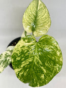 buy monstera 'mint' live houseplant 4" pot online, soft mint-cream and deep green swirled variegation across broad tropical leaves, large fenestrated leaf texture, upright climbing growth habit, moderate to high humidity lover, a breathtaking tropical floor plant statement piece, an unforgettable gift for collectors and plant lovers alike