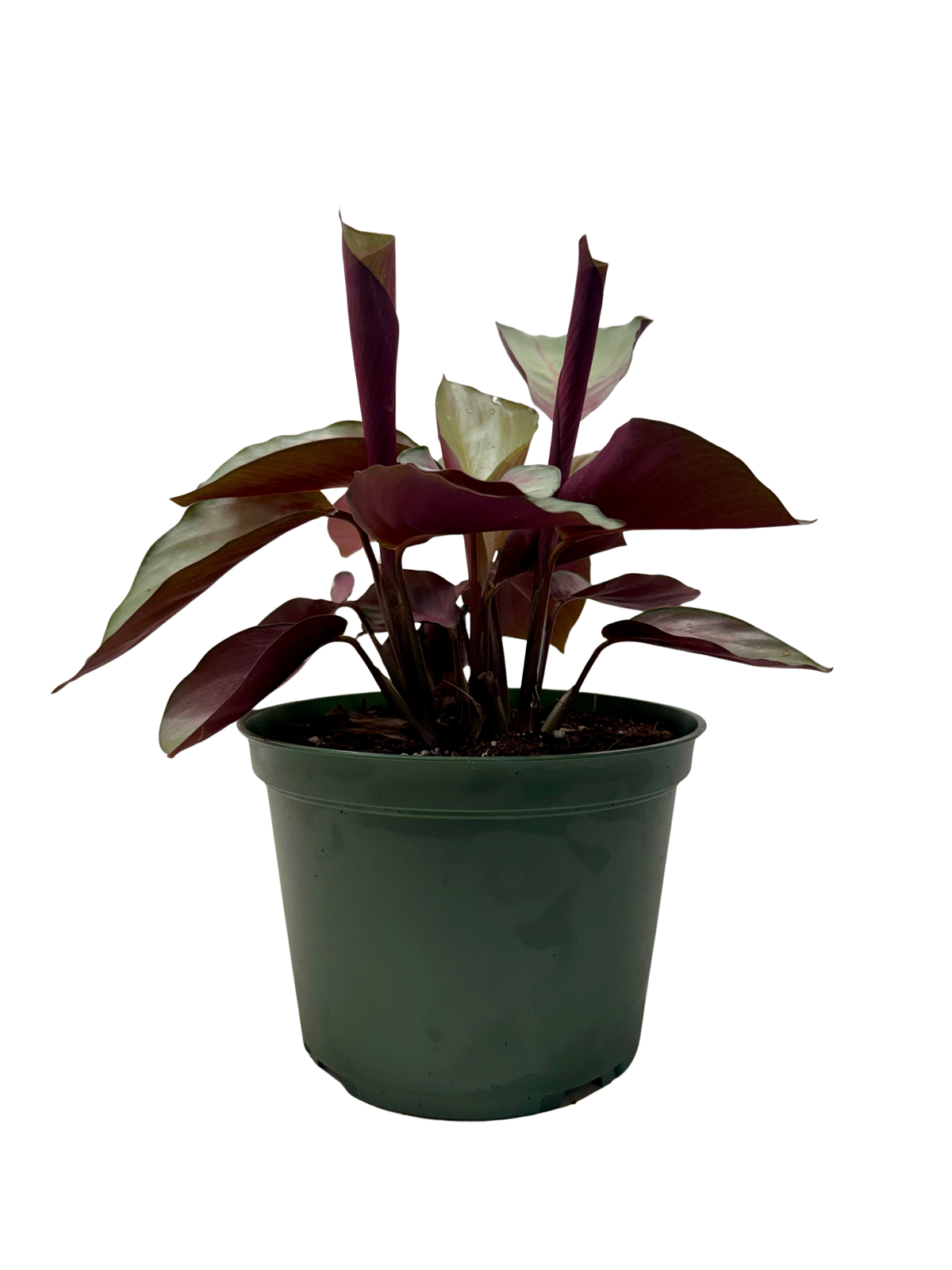 buy calathea 'silver plate' live houseplant 6" pot online, large metallic silver-green leaves edged in deep green, compact upright clumping form, glossy prayer plant foliage with purple undersides, high humidity tropical houseplant, elegant statement piece for modern shelves, thoughtful gift for plant lovers