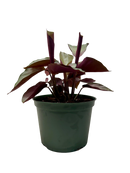 buy calathea 'silver plate' live houseplant 6" pot online, striking metallic sheen with contrasting dark green leaf borders, rich burgundy-purple leaf undersides, compact tropical clumping form, pet safe and non-toxic foliage plant, lush bohemian shelf or desk decor, gorgeous rare collector gift for plant parents