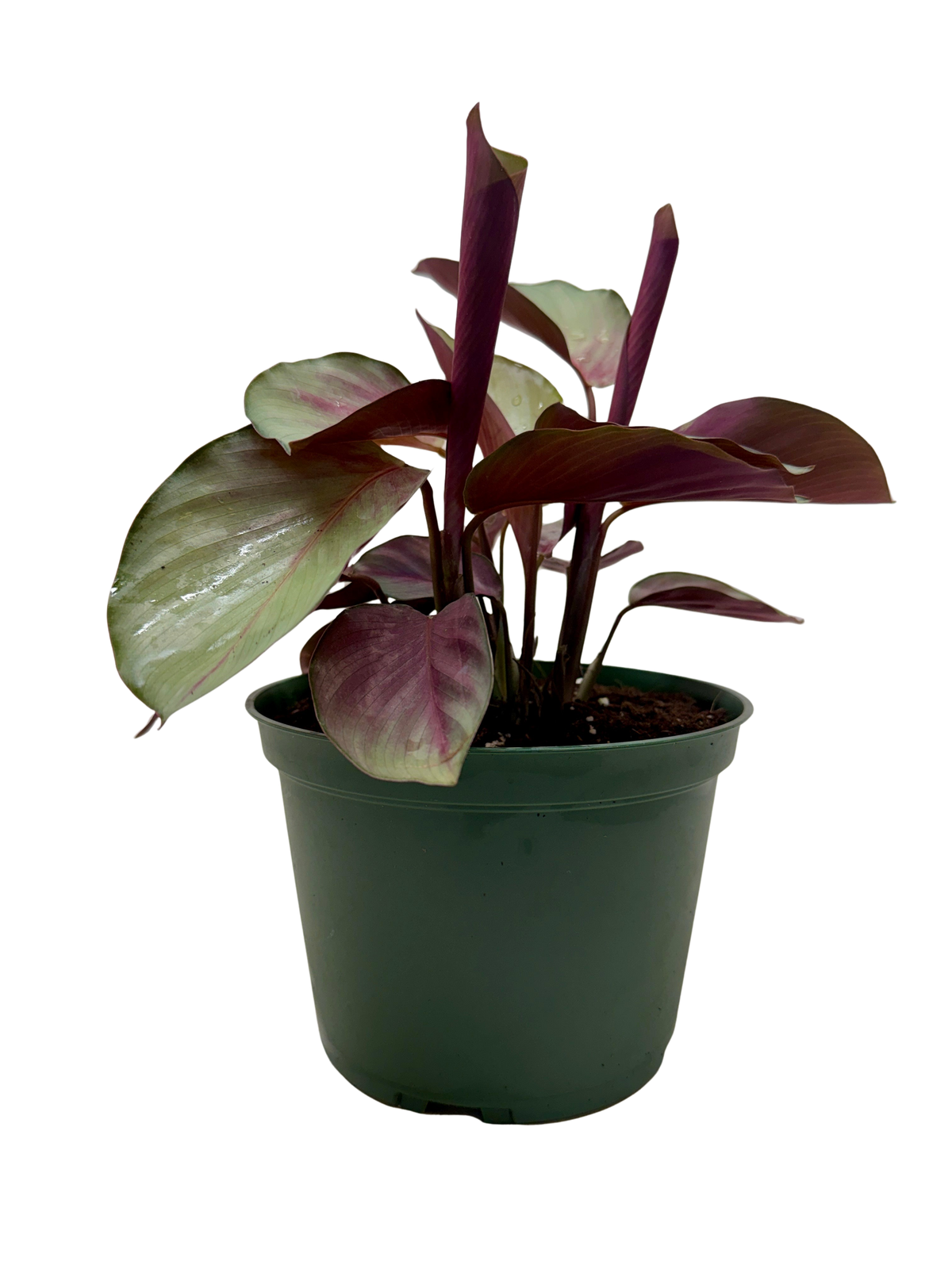 buy calathea 'silver plate' live houseplant 6" pot online, striking metallic sheen with contrasting dark green leaf borders, rich burgundy-purple leaf undersides, compact tropical clumping form, pet safe and non-toxic foliage plant, lush bohemian shelf or desk decor, gorgeous rare collector gift for plant parents