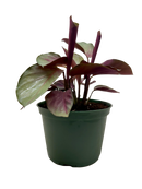buy calathea 'silver plate' live houseplant 6" pot online, striking metallic sheen with contrasting dark green leaf borders, rich burgundy-purple leaf undersides, compact tropical clumping form, pet safe and non-toxic foliage plant, lush bohemian shelf or desk decor, gorgeous rare collector gift for plant parents