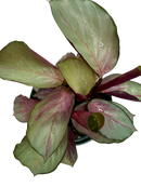 buy calathea 'silver plate' live houseplant 6" pot online, striking metallic sheen with contrasting dark green leaf borders, rich burgundy-purple leaf undersides, compact tropical clumping form, pet safe and non-toxic foliage plant, lush bohemian shelf or desk decor, gorgeous rare collector gift for plant parents