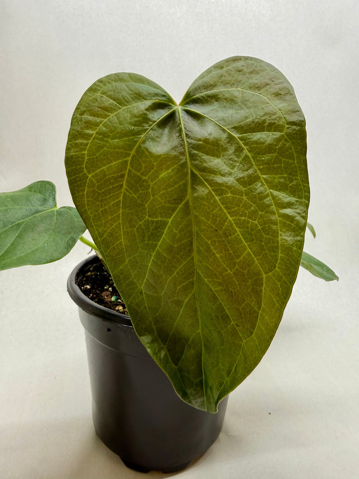 4" pot anthurium 'queen of hearts' live plant for sale, glossy burgundy-to-blackish-green velvety leaves, prominent silver veining and heart form, slow-growing compact tropical cultivar, high humidity lover with dramatic color evolution, elegant dark foliage accent for living rooms or offices, thoughtful rare plant gift for collectors