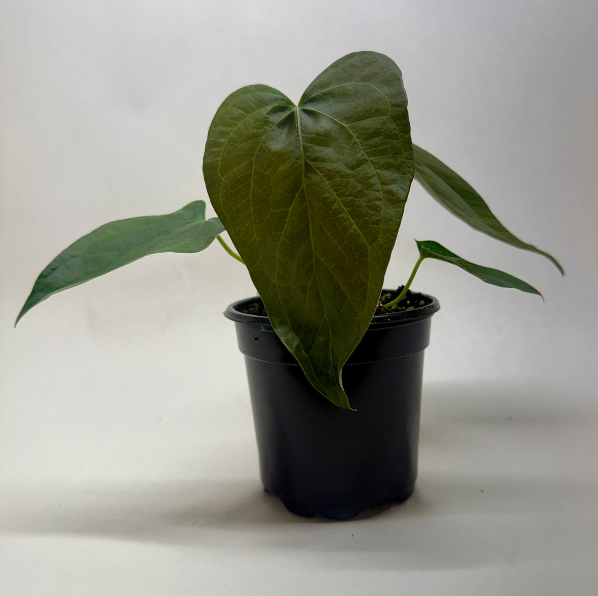 buy anthurium 'queen of hearts' live plant 4" pot online, deep red to near-black velvety heart-shaped leaves, dramatic color-changing foliage, compact upright tropical aroid, striking dark jewel-toned texture, bold statement plant for shelves or plant stands, rare collector gift for aroid enthusiasts