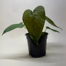 4" pot anthurium 'queen of hearts' live plant for sale, glossy burgundy-to-blackish-green velvety leaves, prominent silver veining and heart form, slow-growing compact tropical cultivar, high humidity lover with dramatic color evolution, elegant dark foliage accent for living rooms or offices, thoughtful rare plant gift for collectors