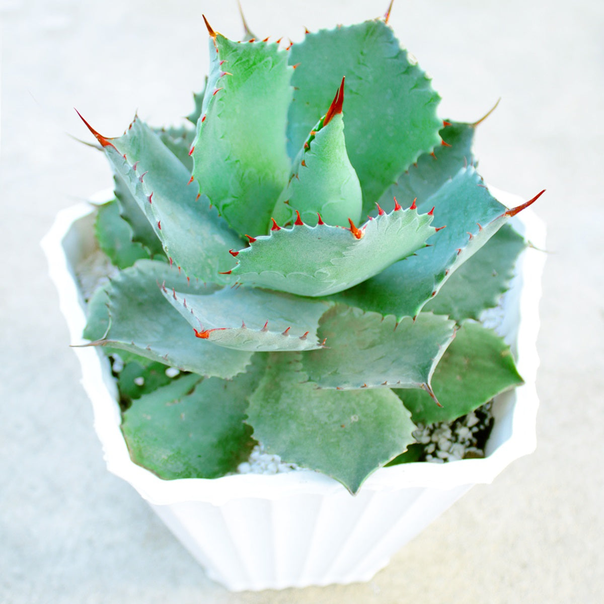 agave plants, buy agave online, agave near me, agave succulents in ca