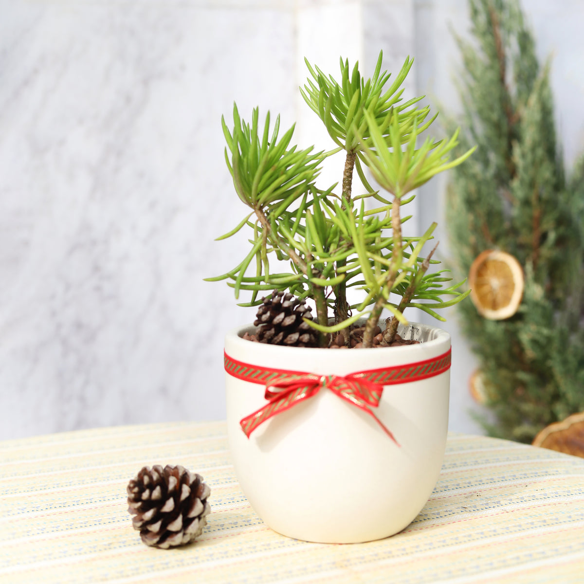 Senecio Cylindricus succulent Christmas decor ideas