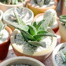 White fox aloe for sale, succulent care tips, succulents store in CA, how to grow succulents, Rare succulents, Succulents shop near me, cactus, succulent care, succulents garden, White fox aloe in California, How to grow White fox aloe, colorful foliage succulent