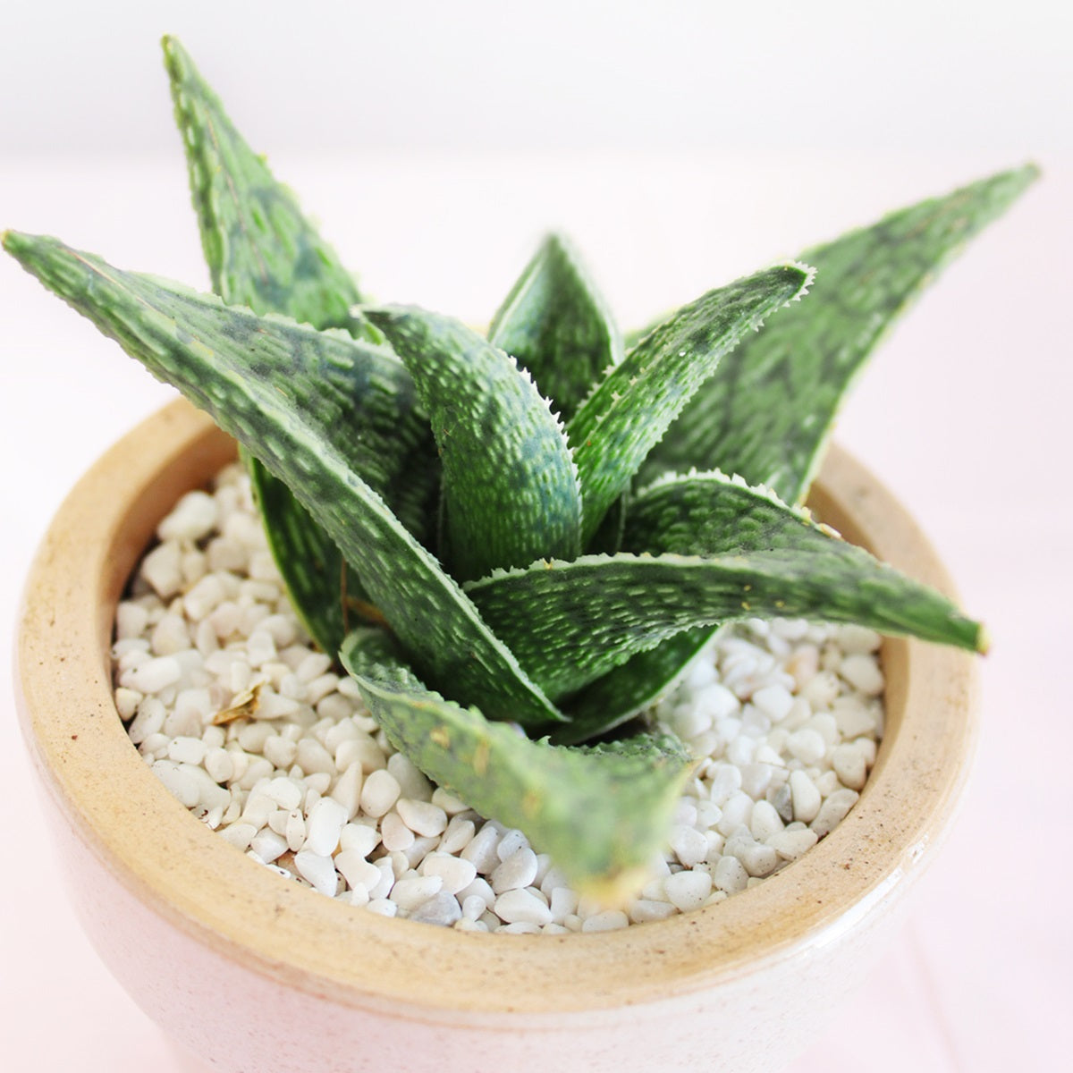 albino aloe vera plant White Fox Aloe for Sale