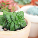 crassula silver springtime, succulent care tips, Succulents shop near me, succulents shop in California, succulents garden, Rare succulents, succulent care, Succulents, succulent subscription, crassula silver springtime in California, How to grow crassula silver springtime, crassula, crassula plant, crassula succulent, crassula types, crassula varieties, types of crassula, crassula species, crassulas, succulent crassula