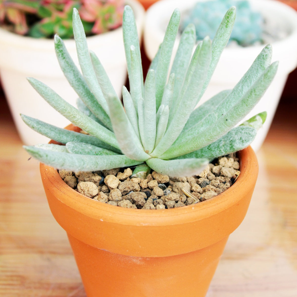 woolly senecio succulent Woolly Senecio (Senecio scaposus) for Sale
