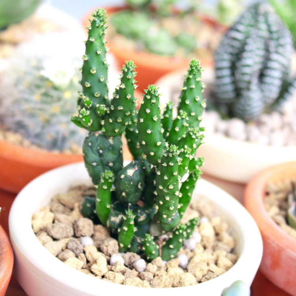 Joseph's Coat Cactus, Succulent Plant for sale, buy succulent online, Holiday decor ideas, Succulent gifts 