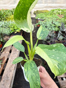 buy philodendron jose bueno live houseplant 4" pot online, painterly cream-splashed variegated foliage on deep green glossy leaves, thick cordate blades with dramatic patterning, fast-climbing aroid growth habit, rare and highly sought-after cultivar, a bold architectural accent for bright living rooms or home offices, an extraordinary and cherished gift for tropical plant lovers