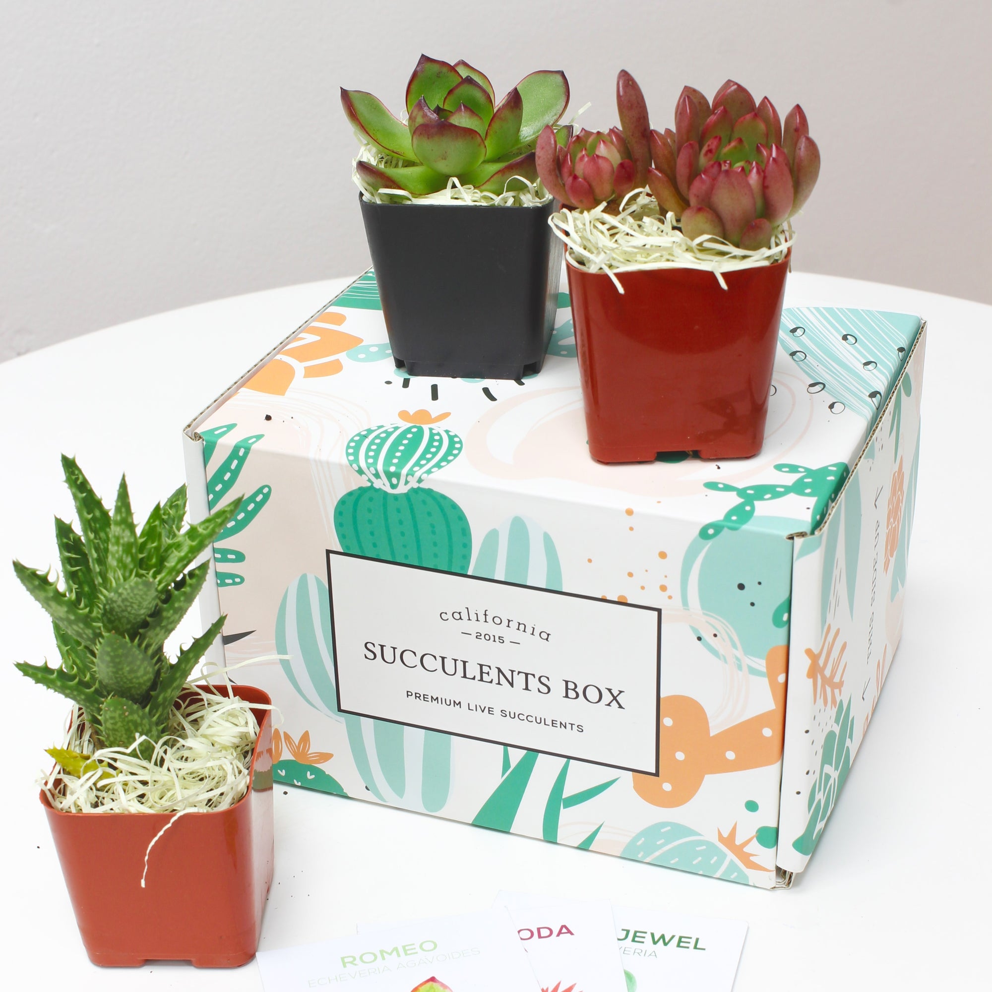 Succulent Subscription Boxes, Succulents Box, Types of Succulent Plants, Succulents for Sale, Succulents in California, Succulents Box with Care Guide