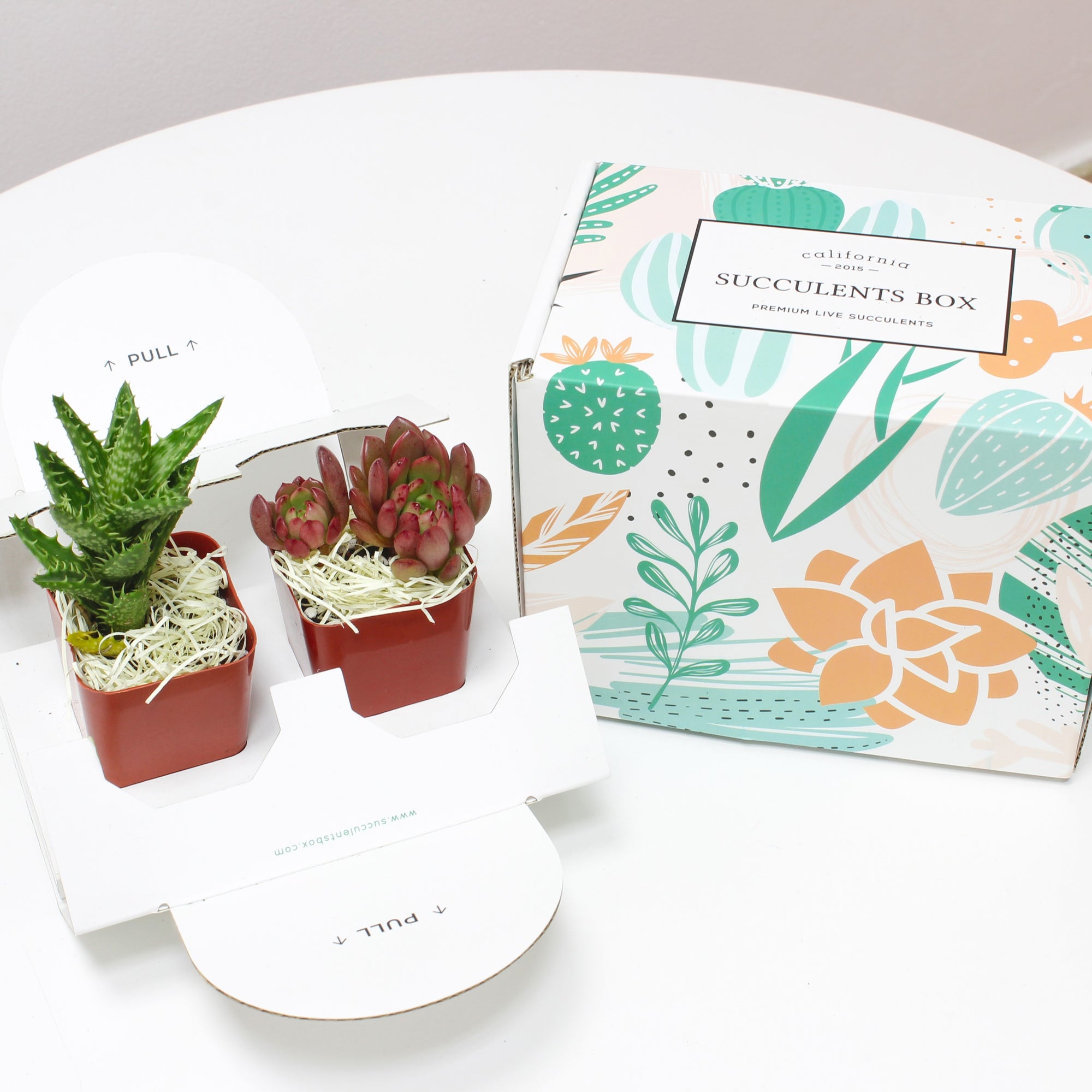 Succulent Subscription Boxes, Succulents Box, Types of Succulent Plants, Succulents for Sale, Succulents in California, Succulents Box with Care Guide
