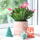 christmas cactus, thanksgiving cactus, how to care for a christmas cactus, thanksgiving cactus care, Christmas Cactus Thanksgiving Cactus for sale