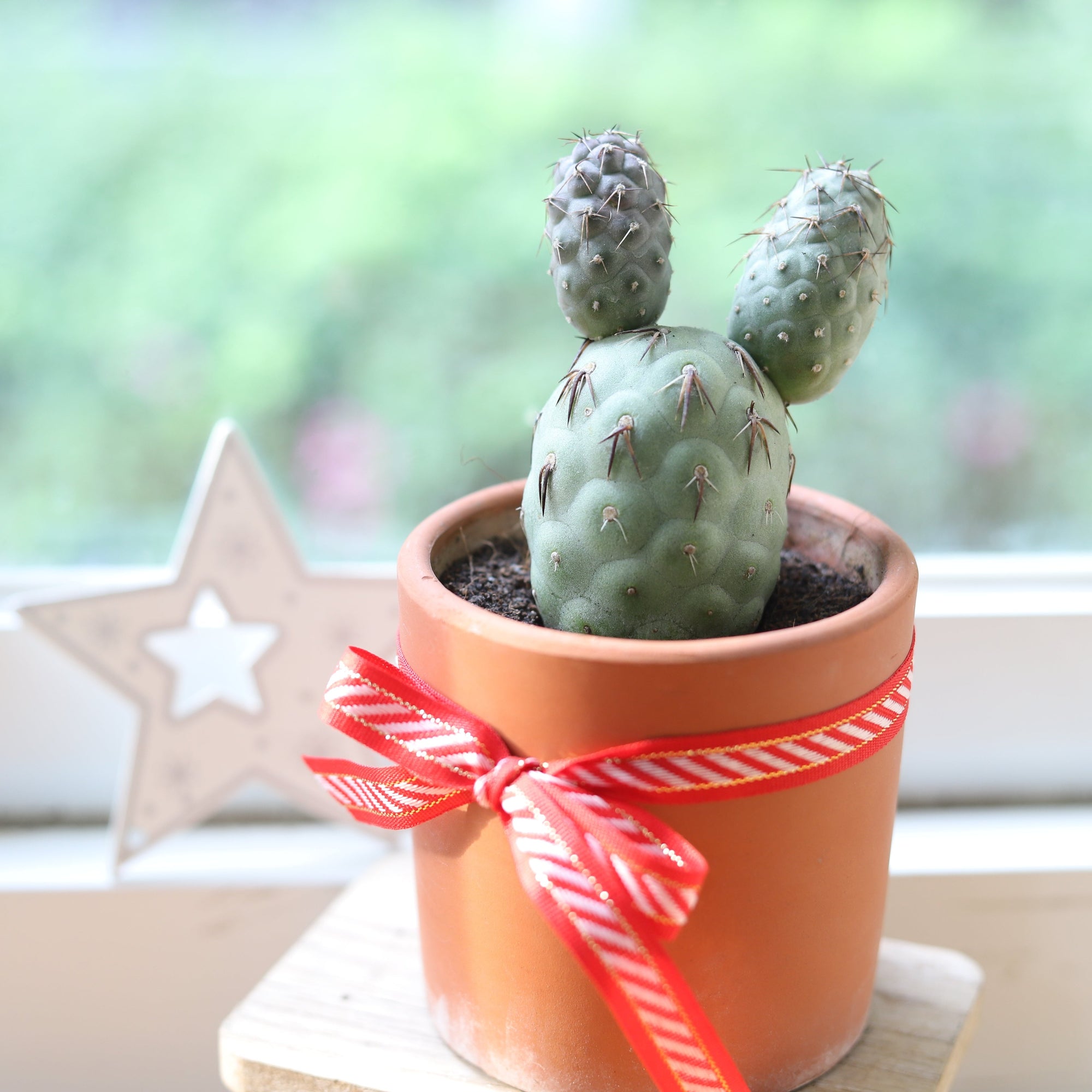 Rare Tephrocactus geometricus Cactus, Buy Christmas Holiday Cactus Plant online