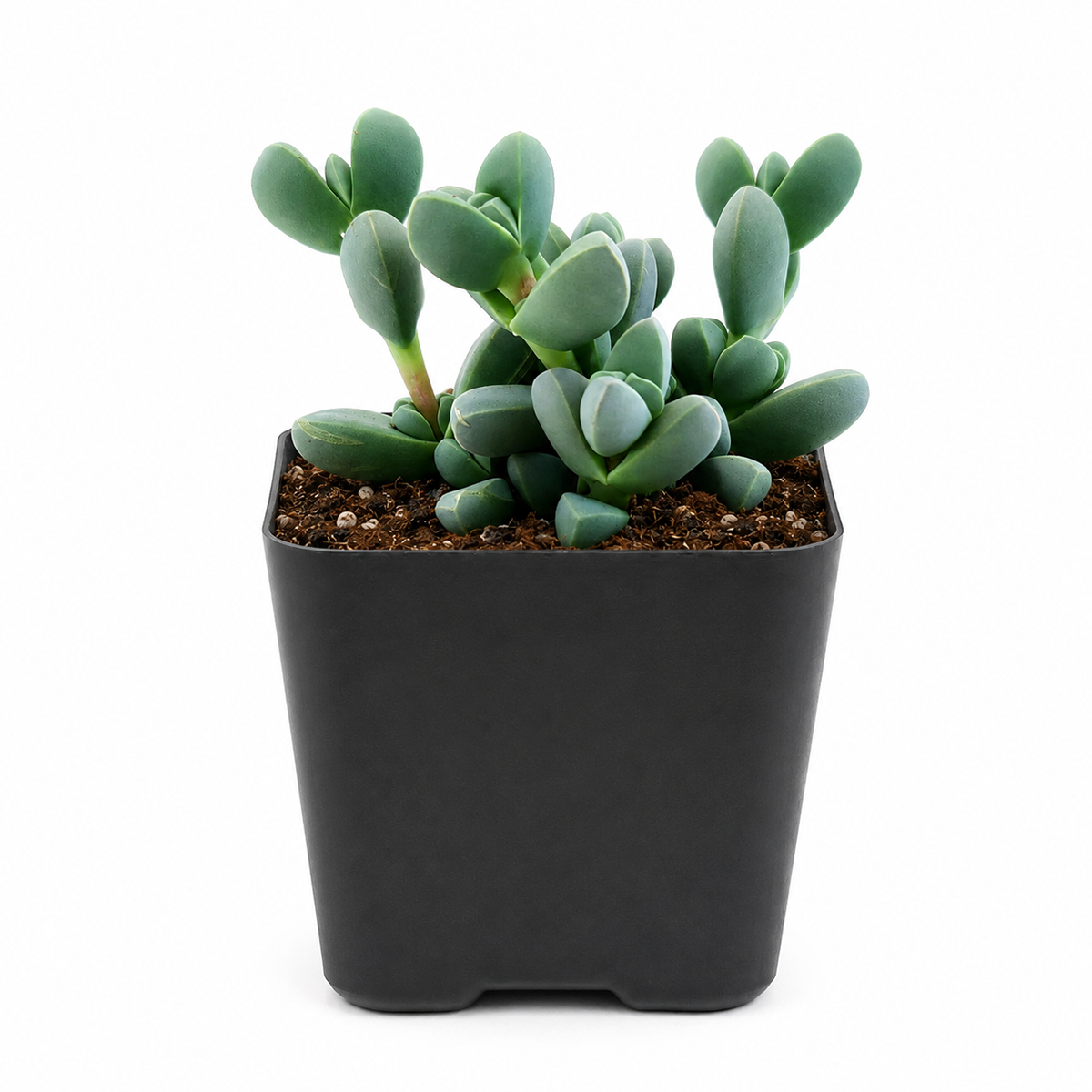 4 inch Ice Plant Corpuscularia Lehmannii for sale, unique succulent for plant collectors, decorative succulent centerpiece arrangement, succulent gift for plant lovers, indoor outdoor ornamental succulent
