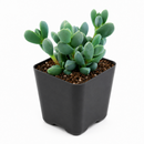 corpuscularia lehmannii ice plant, succulents store in CA, succulents shop in California, Rare succulents, succulent plant, Succulents, cactus, succulent care, how to grow succulents, corpuscularia lehmannii ice plant in California, How to grow corpuscularia lehmannii ice plant, crassula, crassula plant, crassula succulent, crassula types, crassula varieties, types of crassula, crassula species, crassulas, succulent crassula