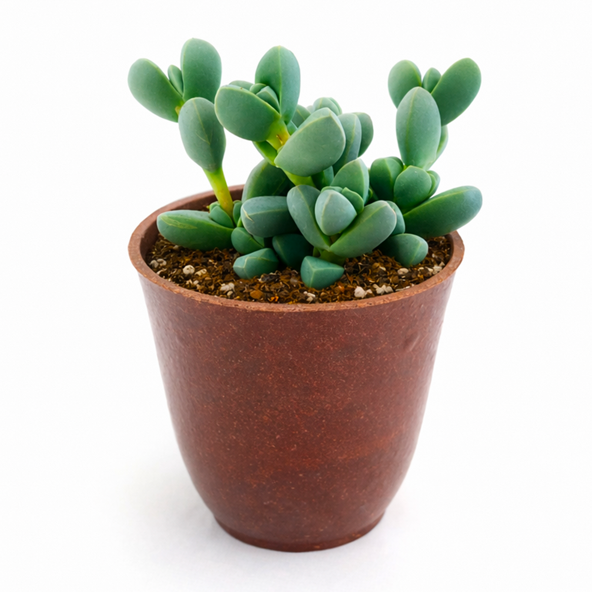 4 inch Ice Plant Corpuscularia Lehmannii for sale, eye-catching succulent specimen plant, succulent for xeriscape landscaping, ornamental succulent for desert gardens, branching ice plant succulent