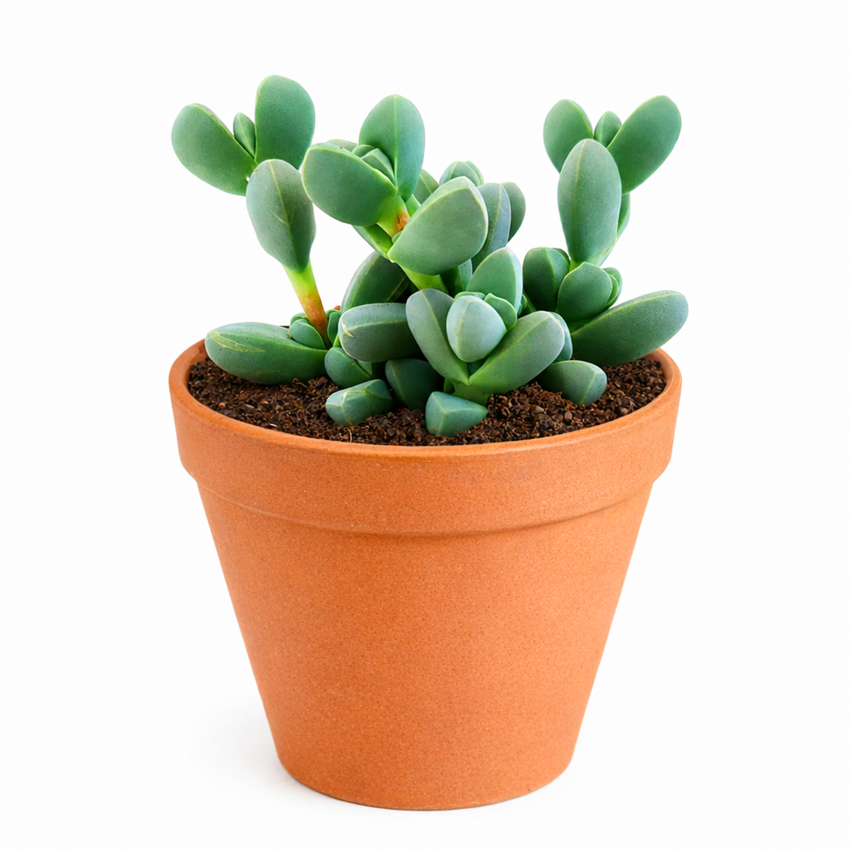  buy 2 inch Ice Plant Corpuscularia Lehmannii online, fleshy leaf ornamental succulent, succulent for container gardens and rock gardens, sun loving succulent species, hardy drought resistant succulent