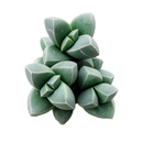 corpuscularia lehmannii ice plant, succulents store in CA, succulents shop in California, Rare succulents, succulent plant, Succulents, cactus, succulent care, how to grow succulents, corpuscularia lehmannii ice plant in California, How to grow corpuscularia lehmannii ice plant, crassula, crassula plant, crassula succulent, crassula types, crassula varieties, types of crassula, crassula species, crassulas, succulent crassula