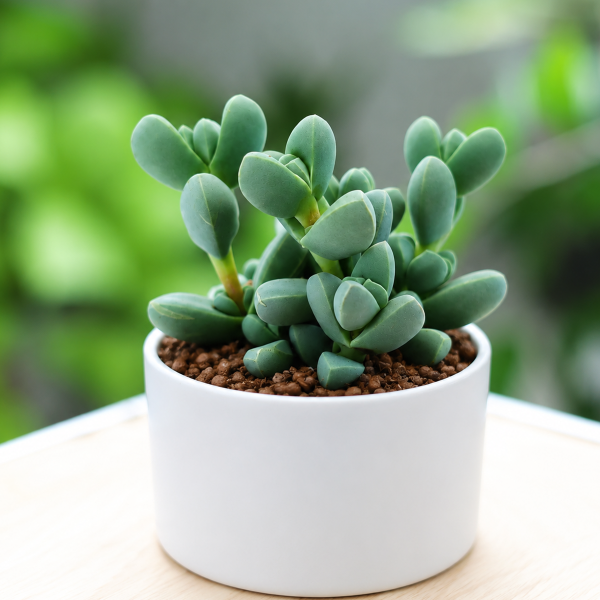  buy 2 inch Ice Plant Corpuscularia Lehmannii online, ice plant succulent plant, Corpuscularia lehmannii succulent, rare South African succulent, chunky leaf succulent plant, blue green ice plant succulent, thick finger leaf succulent