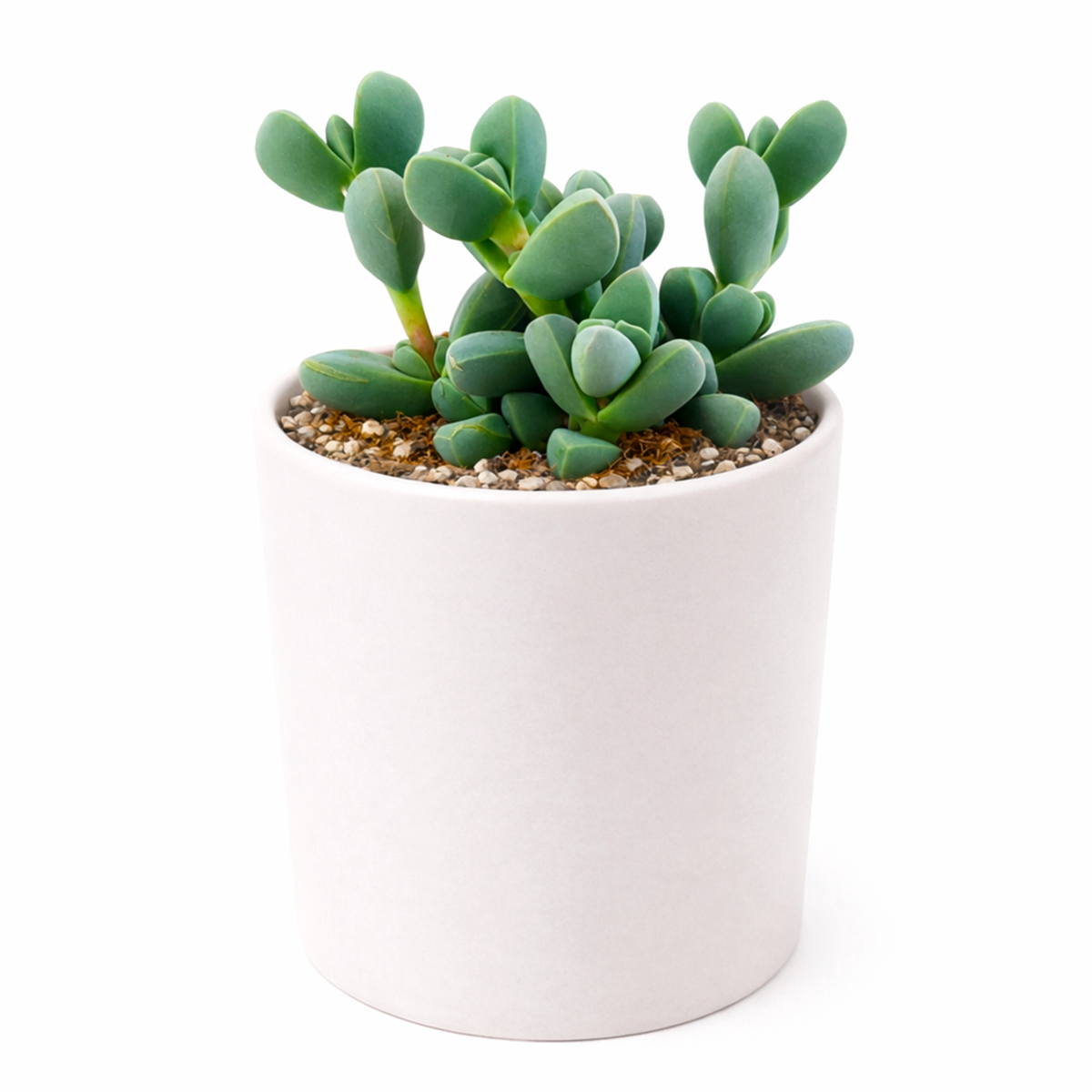  buy 2 inch Ice Plant Corpuscularia Lehmannii online, ornamental succulent for indoor and outdoor gardens, drought tolerant succulent plant, low maintenance succulent houseplant, decorative potted succulent