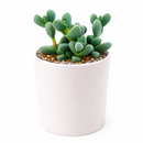 corpuscularia lehmannii ice plant, succulents store in CA, succulents shop in California, Rare succulents, succulent plant, Succulents, cactus, succulent care, how to grow succulents, corpuscularia lehmannii ice plant in California, How to grow corpuscularia lehmannii ice plant, crassula, crassula plant, crassula succulent, crassula types, crassula varieties, types of crassula, crassula species, crassulas, succulent crassula