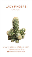 Cactus Succulent ID Cards