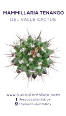 Cactus Succulent ID Cards