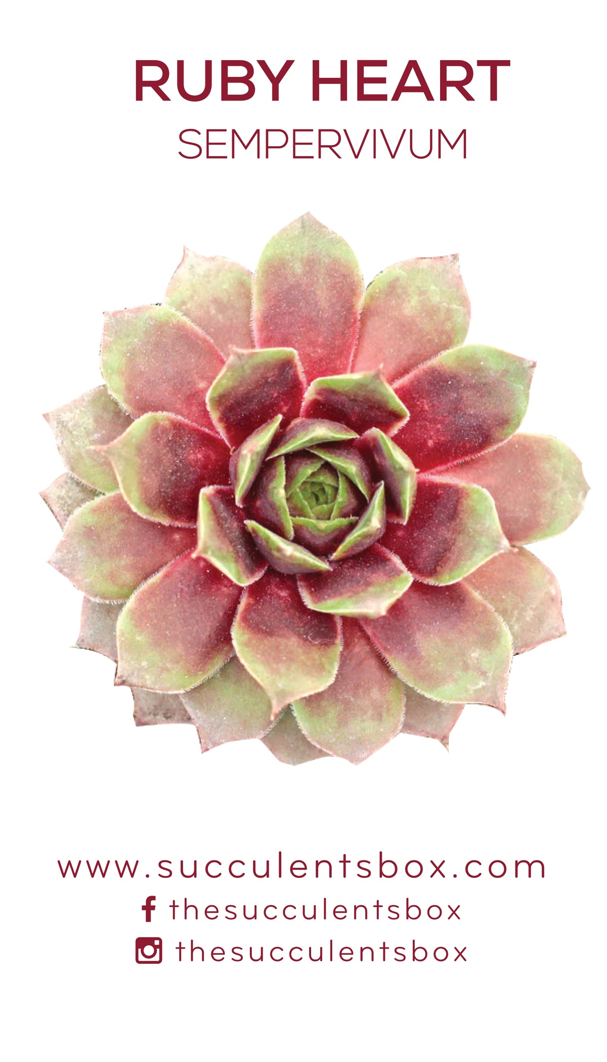 Sempervivum Succulent ID Cards
