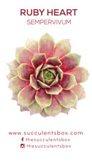 Sempervivum Succulent ID Cards